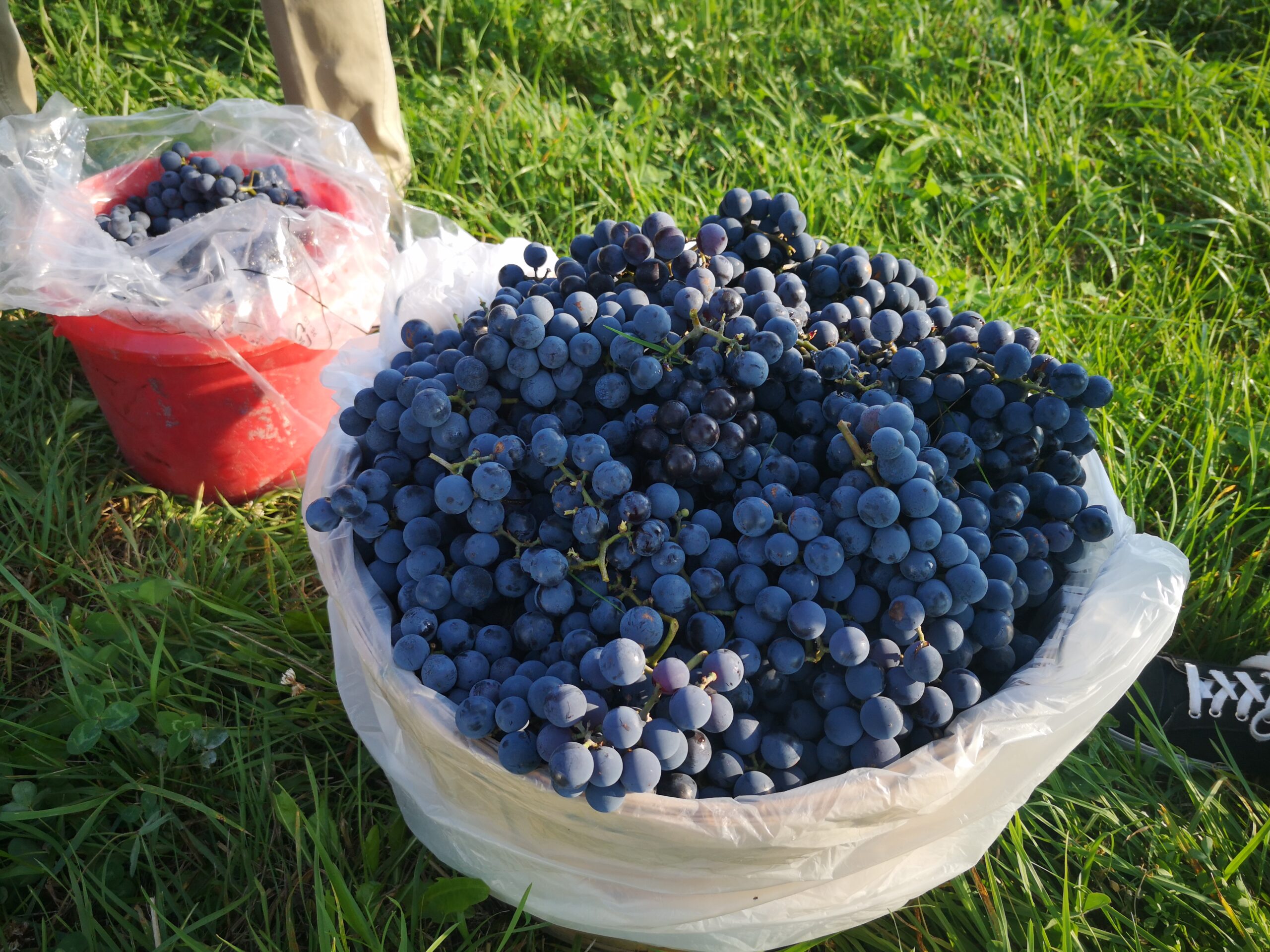 Grape Picking Expedition